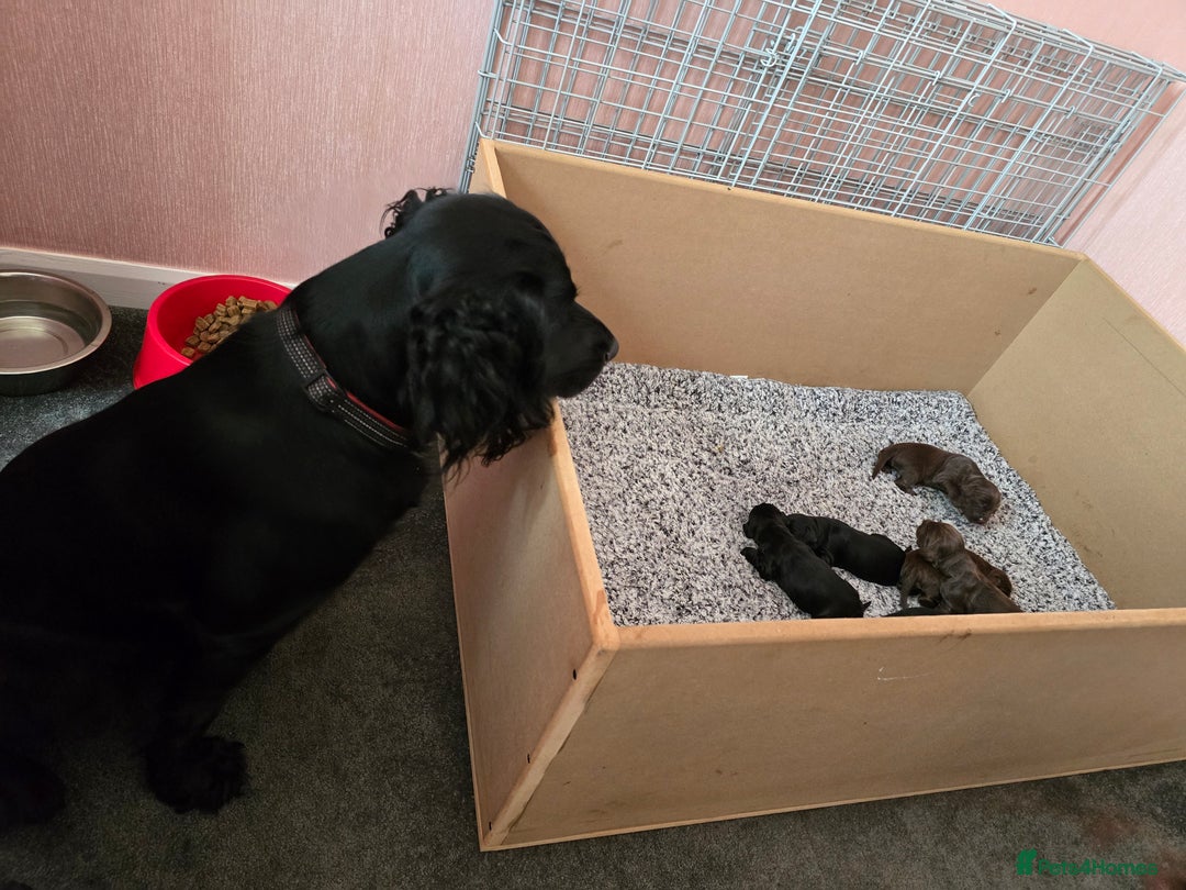 Cocker Spaniel dogs for sale: Working Cocker Spaniels - Image 5
