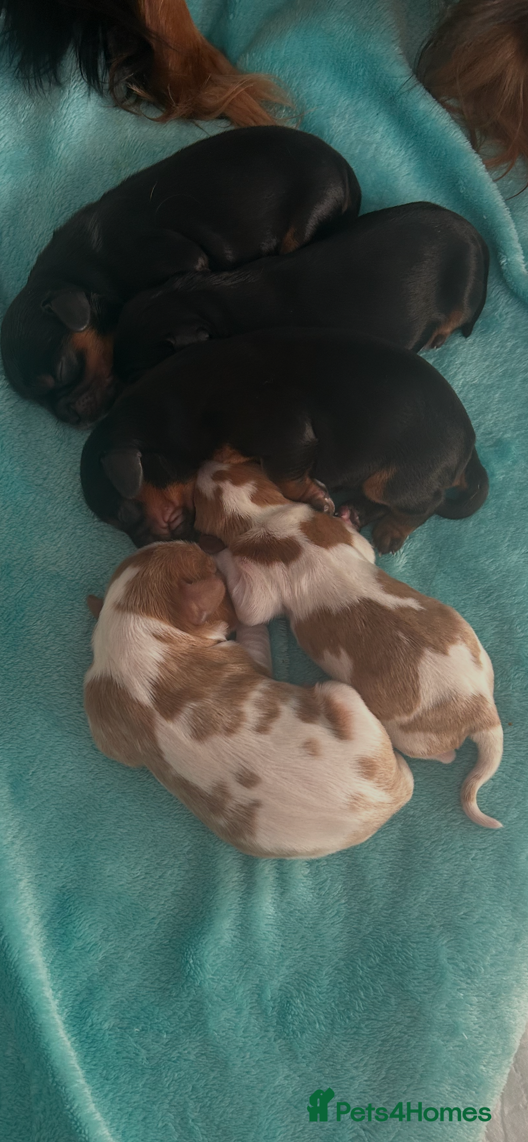 Cavalier King Charles Spaniel dogs for stud: Beautiful stud dog - Advert 2