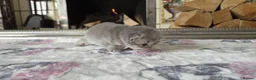 British Shorthair cats for sale: six beautiful British Shorthair  in Halifax - Advert 17