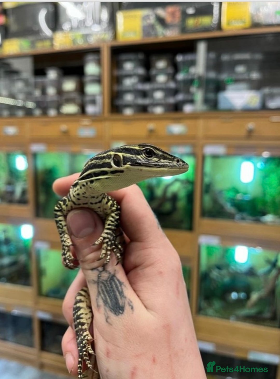 Monitor reptiles for sale: Baby Argus monitor  - Image 5