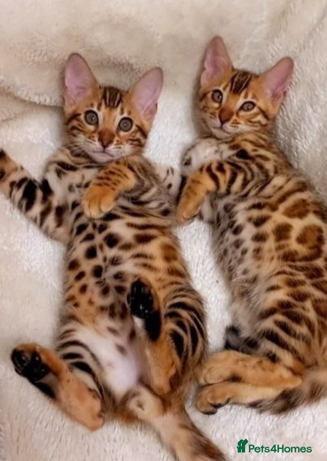 Bengal cats for sale: Bengals high guality kittens ready for new home  - Advert 1