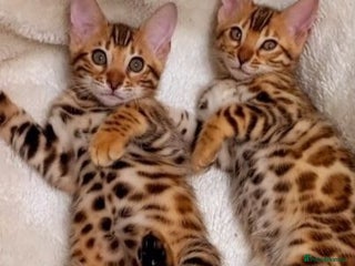 Bengal cats - Advert 17
