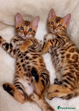 Bengal cats - Advert 12