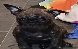 Frug dogs for sale: Two ten week old female frugs for sale - Image 4