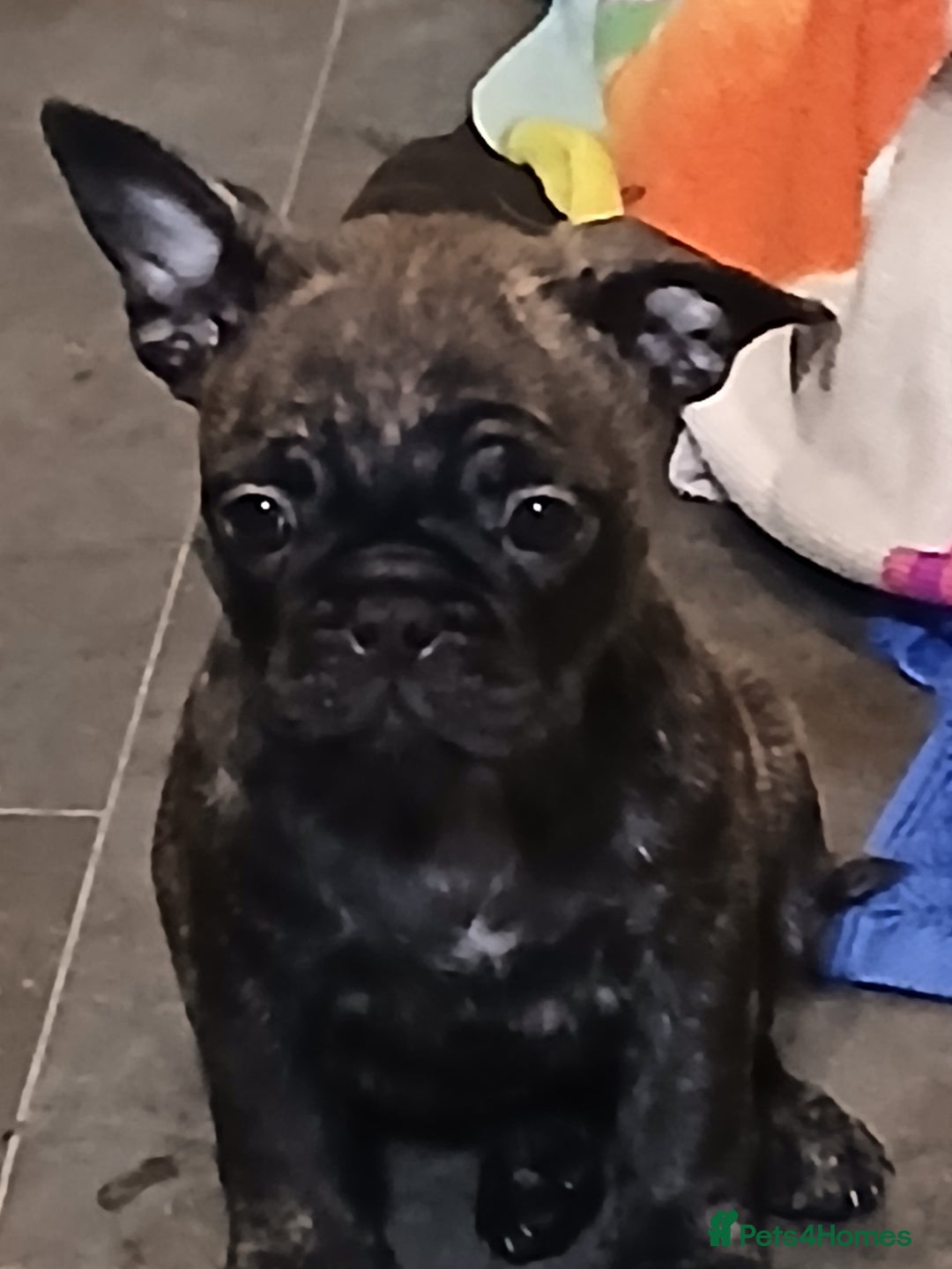 Frug dogs for sale: Two ten week old female frugs for sale - Image 4