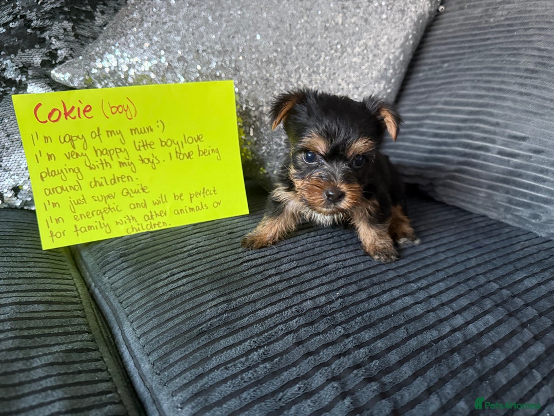 Yorkshire Terrier dogs for sale: Miniature Yorkshire terrier puppies  - Image 12