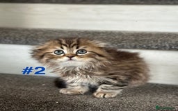 Scottish Fold cats for sale: Adorable Scottish Fold Kittens Ready for New Homes - Image 9