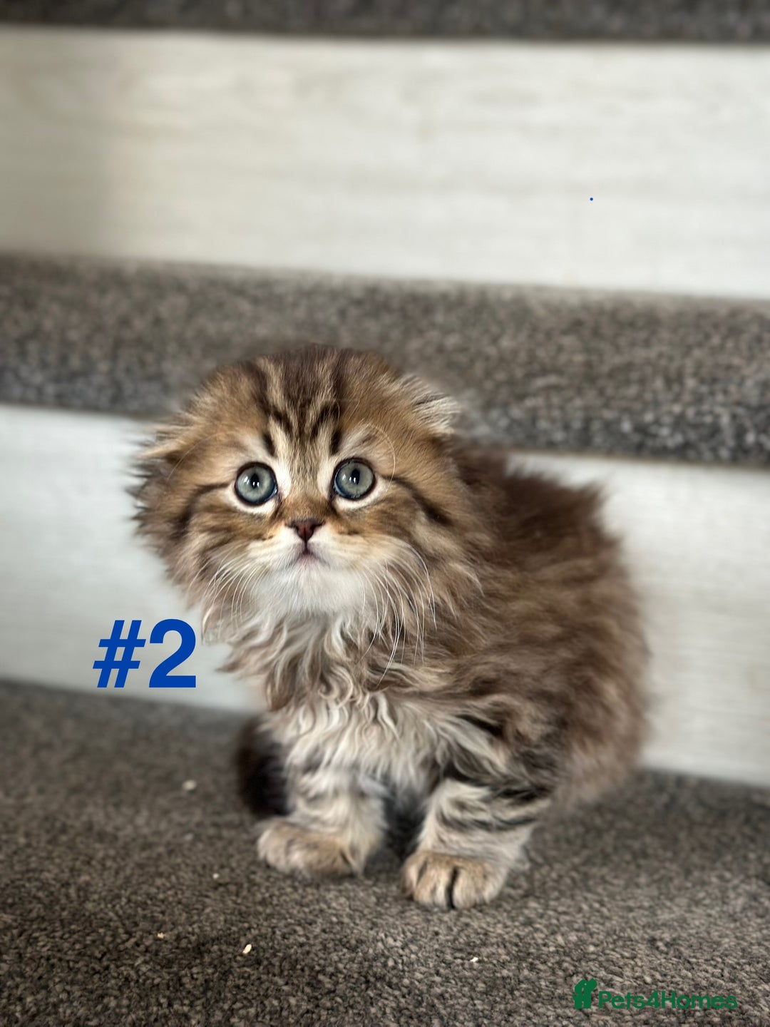 Scottish Fold cats for sale: Adorable Scottish Fold Kittens Ready for New Homes - Image 9
