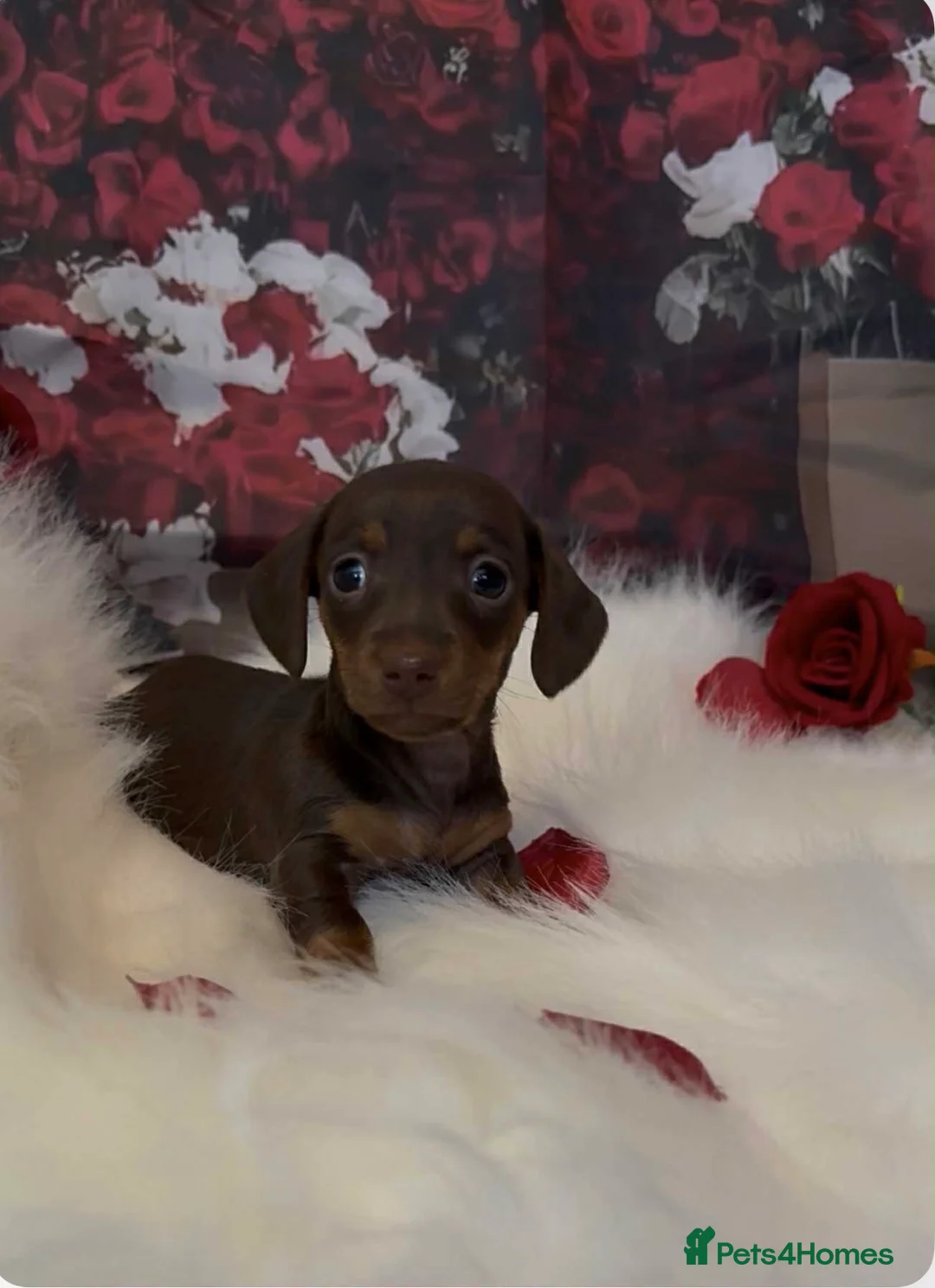 Dachshund dogs for sale: Kc registered miniature smooth daschunds  - Advert 10