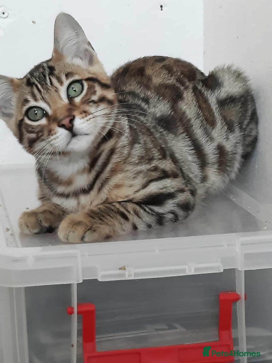 Bengal cats for sale: STUNNING GLITTER PELTED TICA REG BENGAL KITTENS - Image 30
