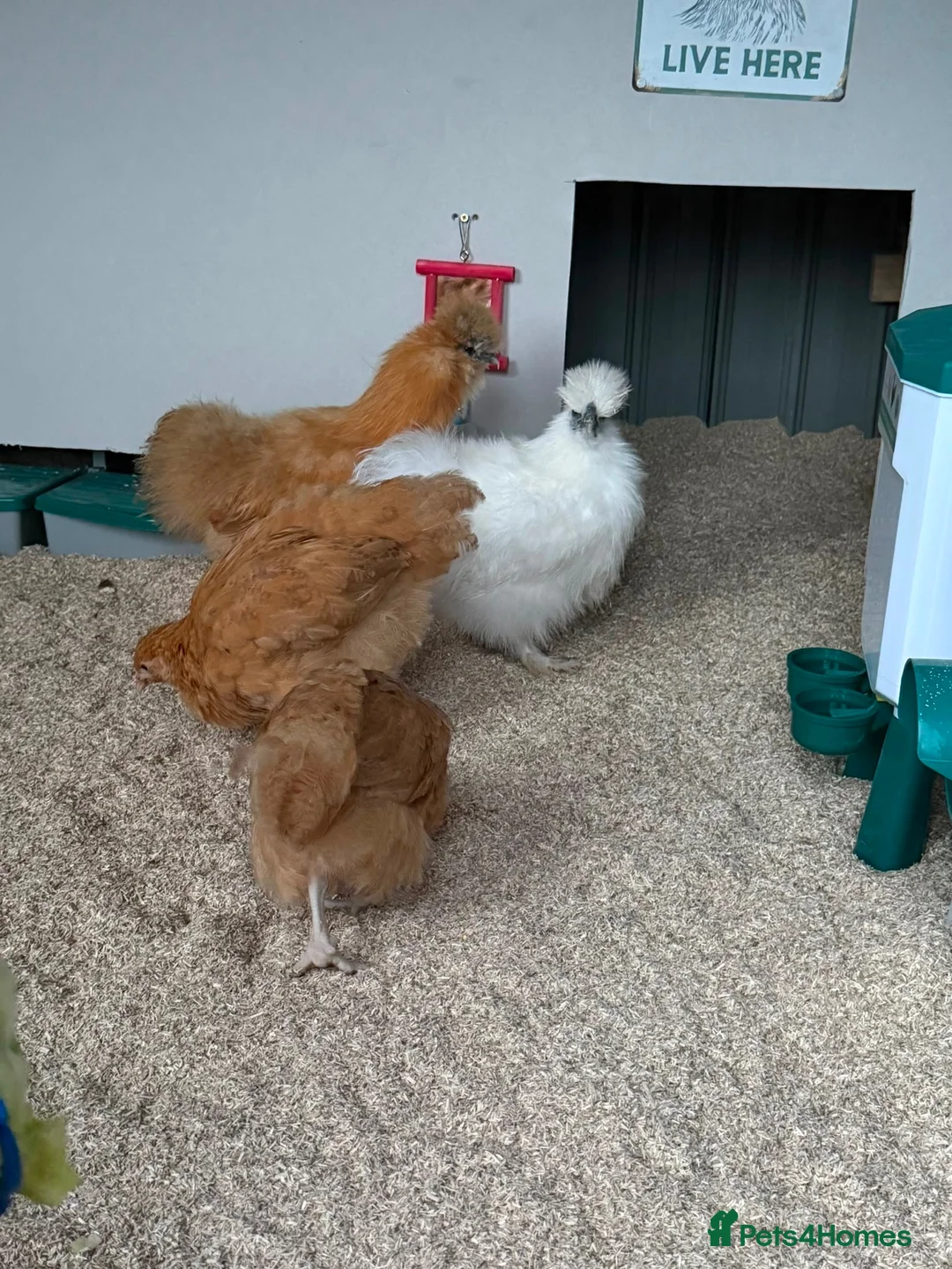 Chickens poultry for sale: White silkie hen - Advert 2