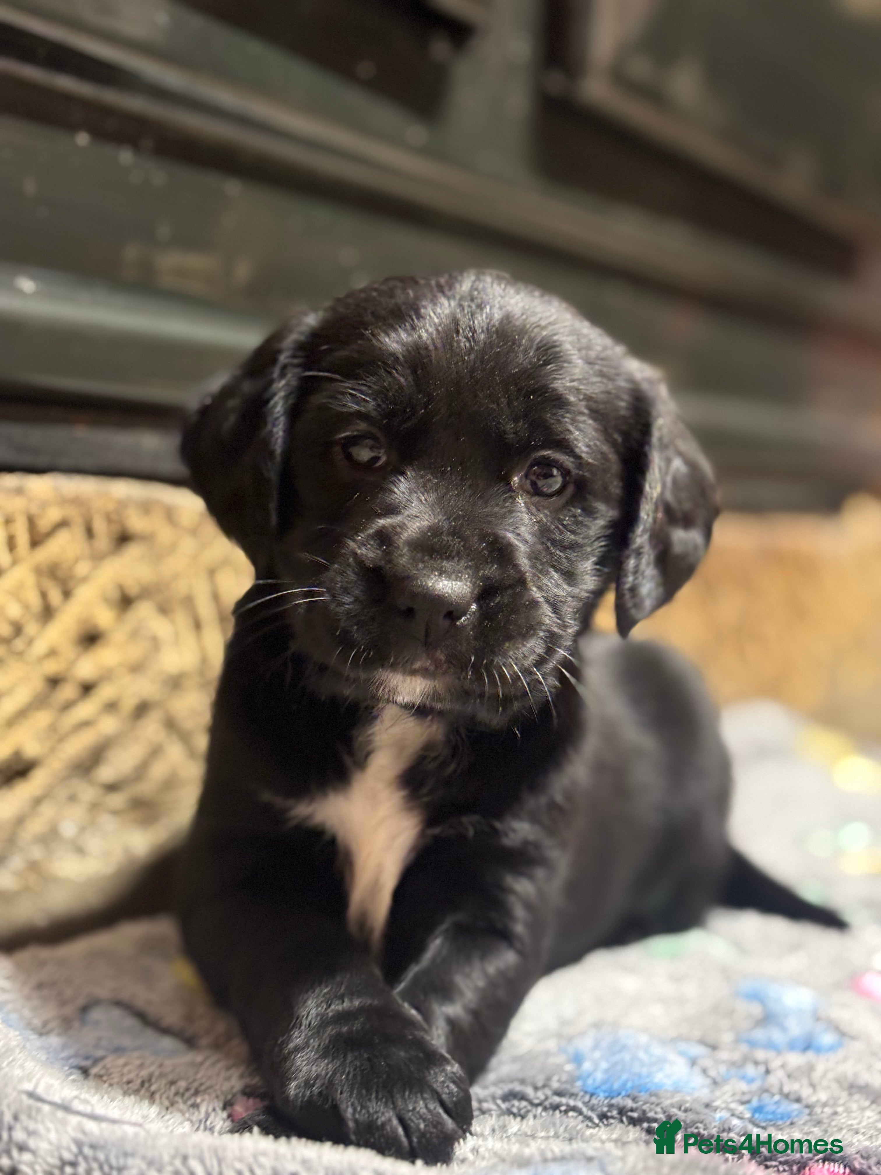 Cockerdor dogs Stunning Cockerdors - Advert 4