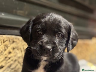 Cockerdor dogs Stunning Cockerdors - Advert 4