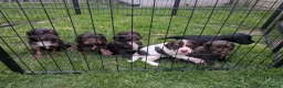 Cocker Spaniel dogs for sale: ⭐REDUCED READY NOW 1 LEFT ⭐Cocker spaniel male - Advert 9