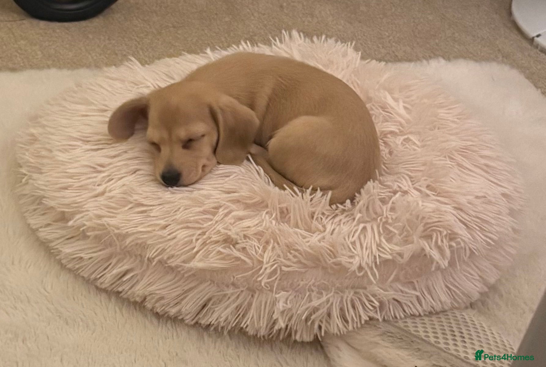 Miniature Dachshund dogs Miniature dachshund  - Advert 3