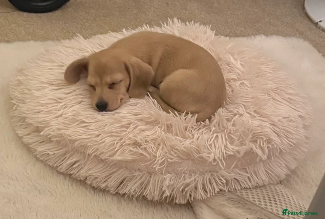 Miniature Dachshund dogs for sale: Miniature dachshund  - Advert 1