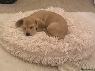 Miniature Dachshund dogs Miniature dachshund - Advert 3