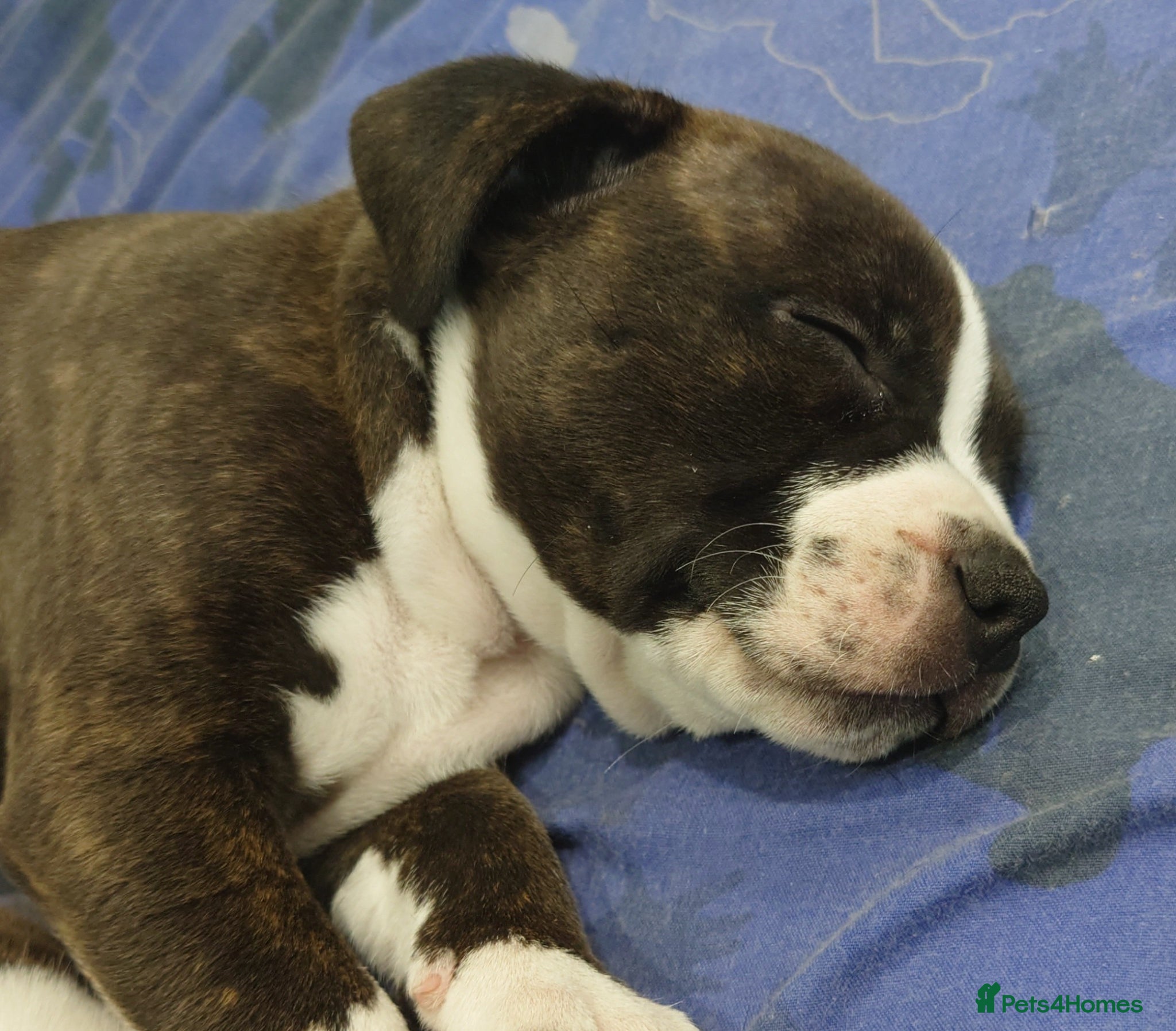 Staffordshire Bull Terrier dogs 1x full breed KC Staffordshire bull terrier pups - Advert 8