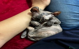 Sphynx cats for sale: LAST 2 tortie elf girls left  - Image 1