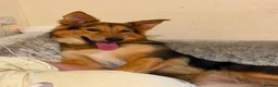 Mixed Breed dogs for sale: Shollie litter expected on the 16th of September - Advert 5