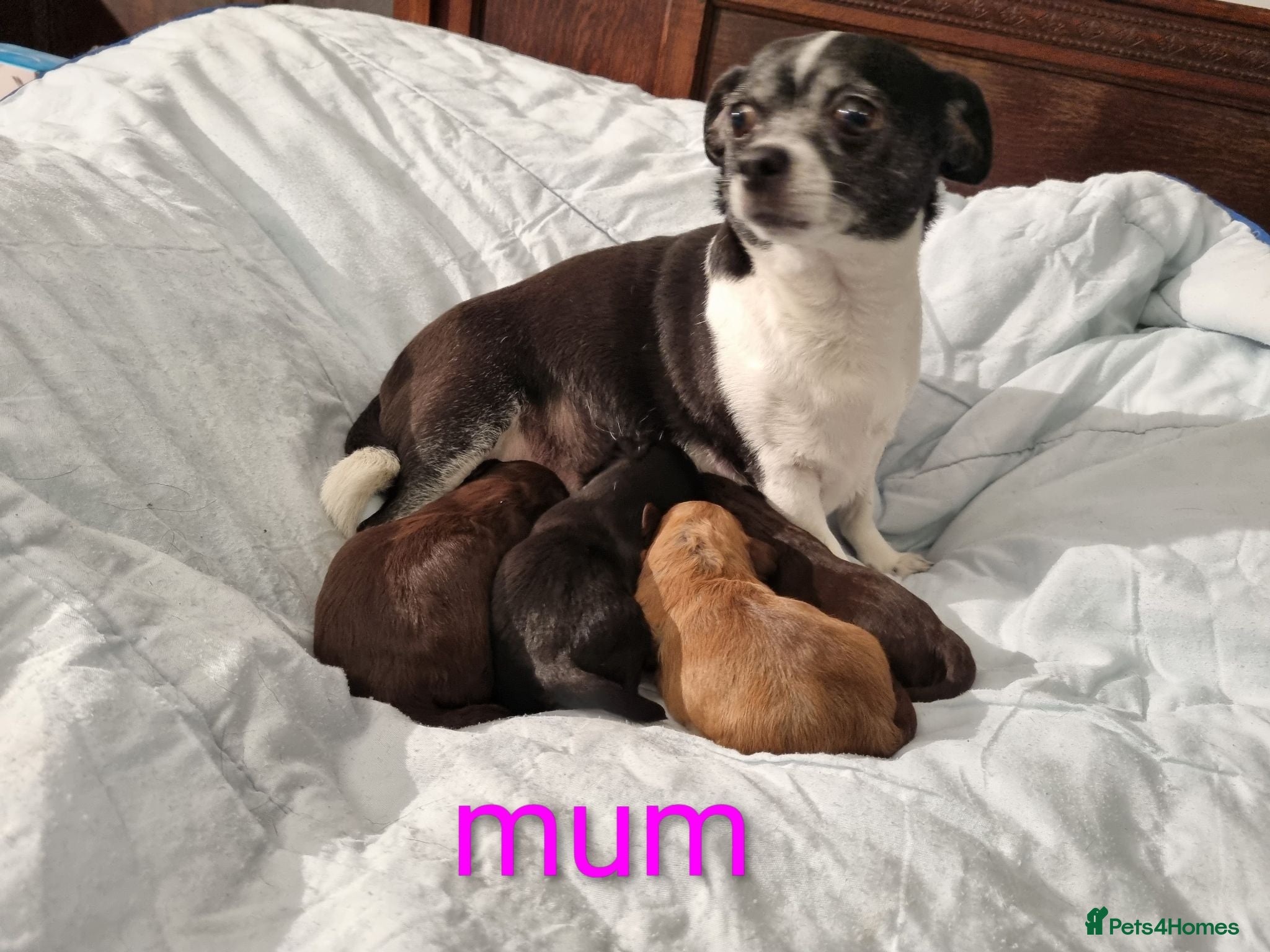 Chipoo dogs Chipoo puppy for sale - Advert 1