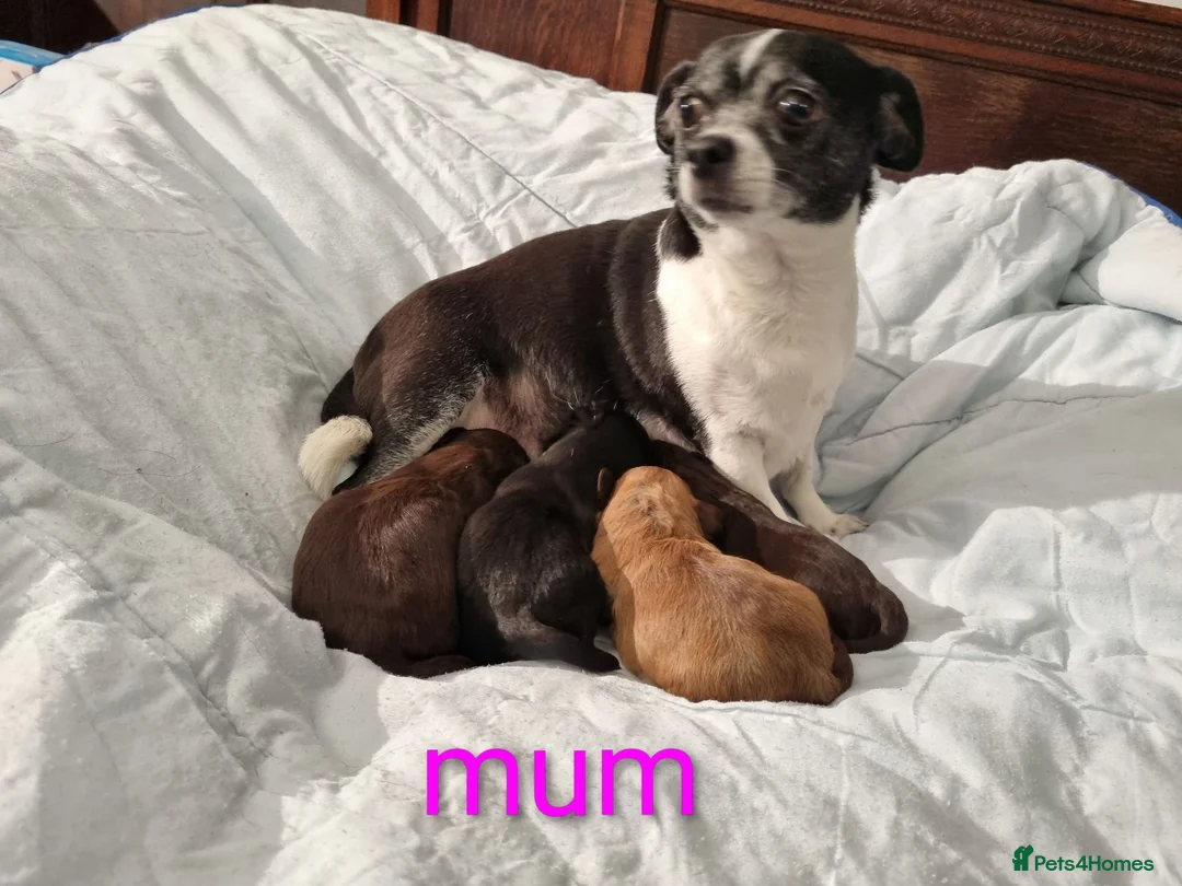 Chipoo dogs for sale: Chipoo puppy for sale - Advert 2