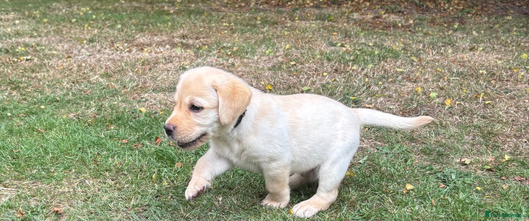 Labrador Retriever dogs for sale: KC reg Labrador puppies handled by children  - Image 15