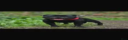 Staffordshire Bull Terrier dogs for sale: Staffordshire Bull Terrier - Advert 3