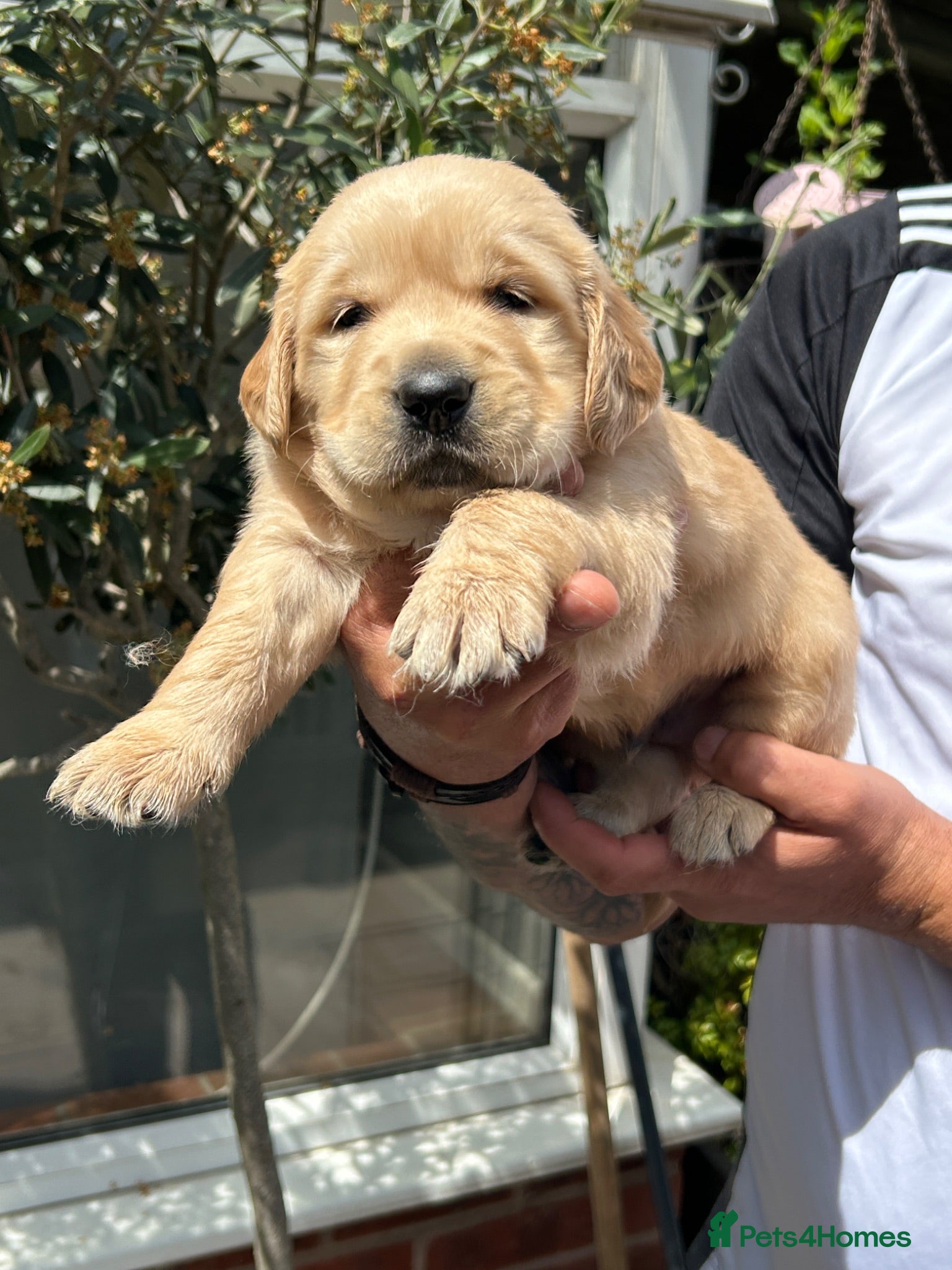 Golden Retriever dogs EXCEPȚIONAL GOLDEN RETRIEVER PUPPIES💙🩷 - Advert 1