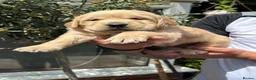Golden Retriever dogs for sale: 🩷READY NOW  Only one girls left 🩷 - Advert 10