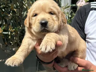 Golden Retriever dogs EXCEPȚIONAL GOLDEN RETRIEVER PUPPIES💙🩷 - Advert 1