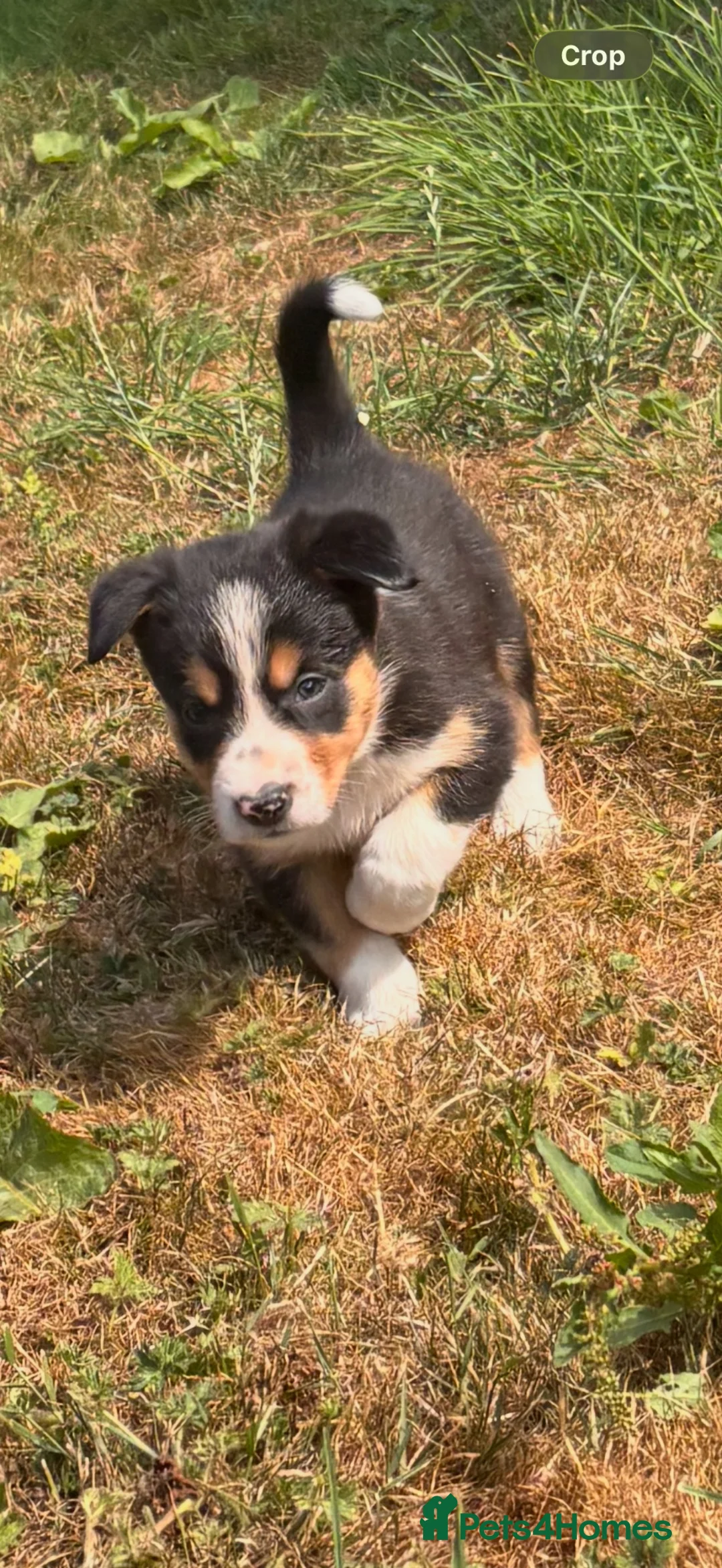 Border Collie dogs for sale: 9 Border Collie Puppies For Sale - Advert 14