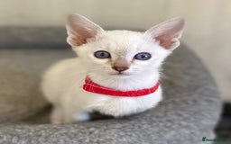 Siamese cats for sale: GCCF Registered Traditional Siamese Kittens.  - Image 10