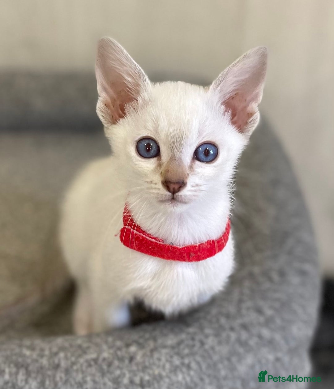Siamese cats for sale: GCCF Registered Traditional Siamese Kittens.  - Image 10