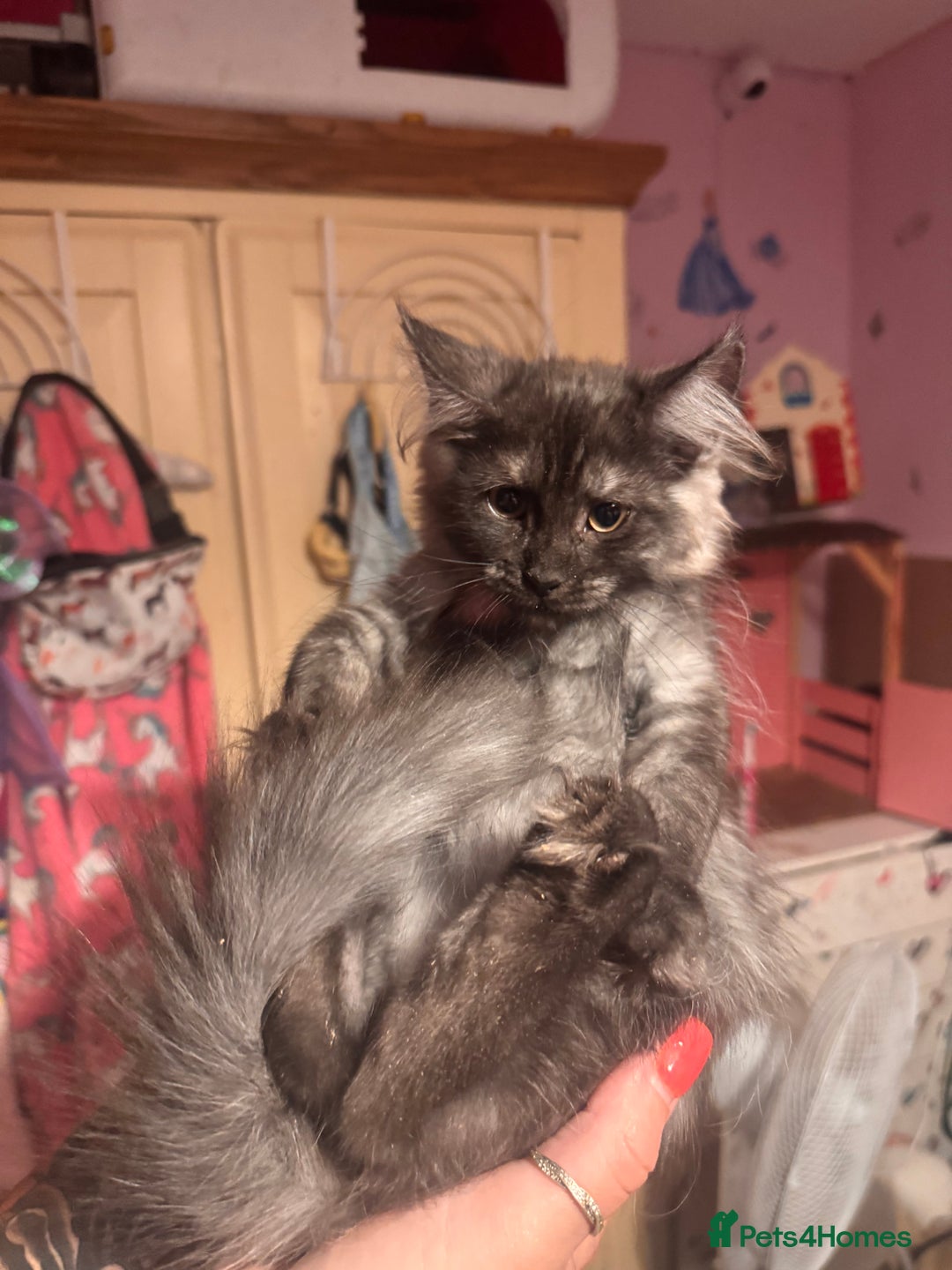 Maine Coon cats for sale: Last 2 girls remaining  in Ilminster - Image 7