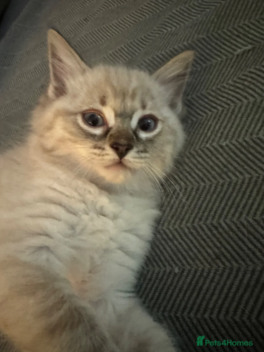 Ragdoll cats for sale: Male ragdoll - Advert 4