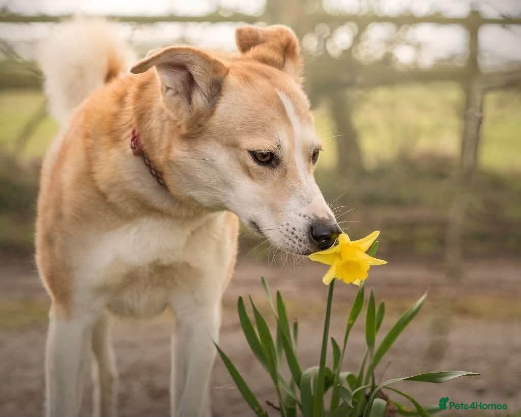 Mixed Breed dogs Meet Dolly, currently residing in Leicester  - Advert 1