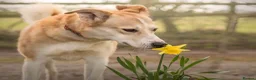 Mixed Breed dogs for adoption: Meet Dolly, currently residing in Leicester  in Hinckley - Advert 1