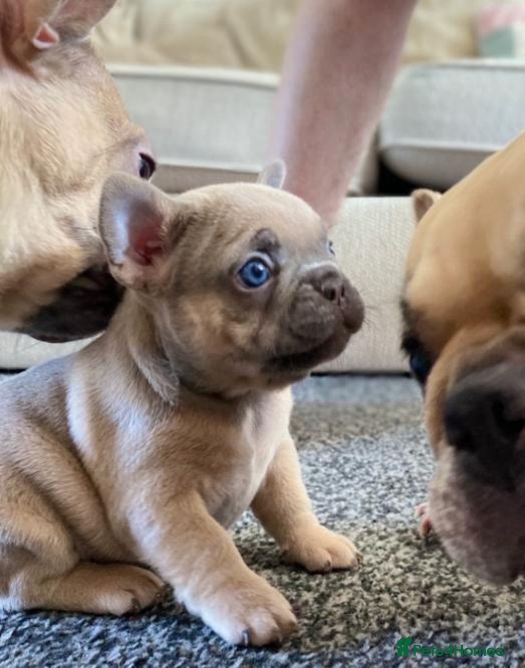 French Bulldog dogs for sale: Beautiful true to type French bulldog pups 3 left  - Image 7