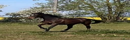 Irish Thoroughbred horses for sale: 16.2HH Irish TB Gelding - Advert 4