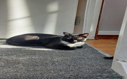 Domestic Shorthair cats for sale: Adorable Tuxedo Cat - Image 3