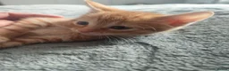 British Shorthair cats for sale: Female ginger kitten  - Advert 3