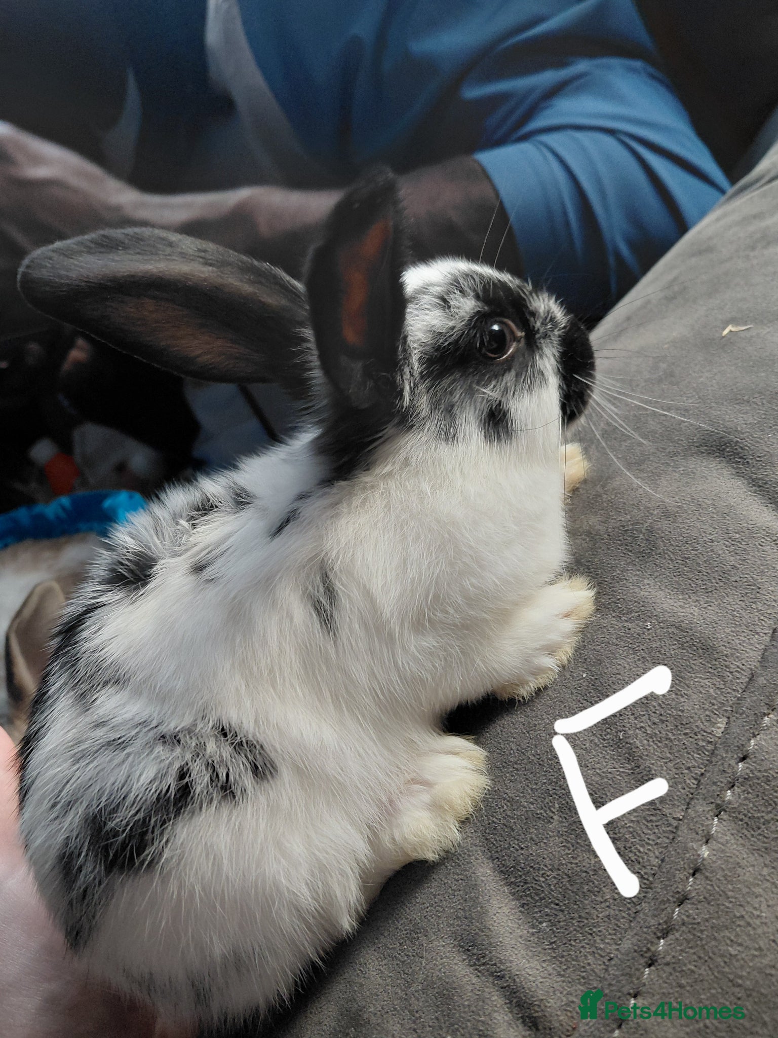Mixed Breed rabbits for sale: Baby Bunnies  in Wolverhampton - Advert 6