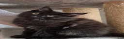 Maine Coon cats for sale: Maine coon kittens  - Advert 32