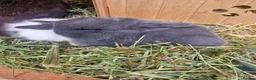 Mini Lop rabbits for sale: Beautiful Mini Lop Does - Advert 11