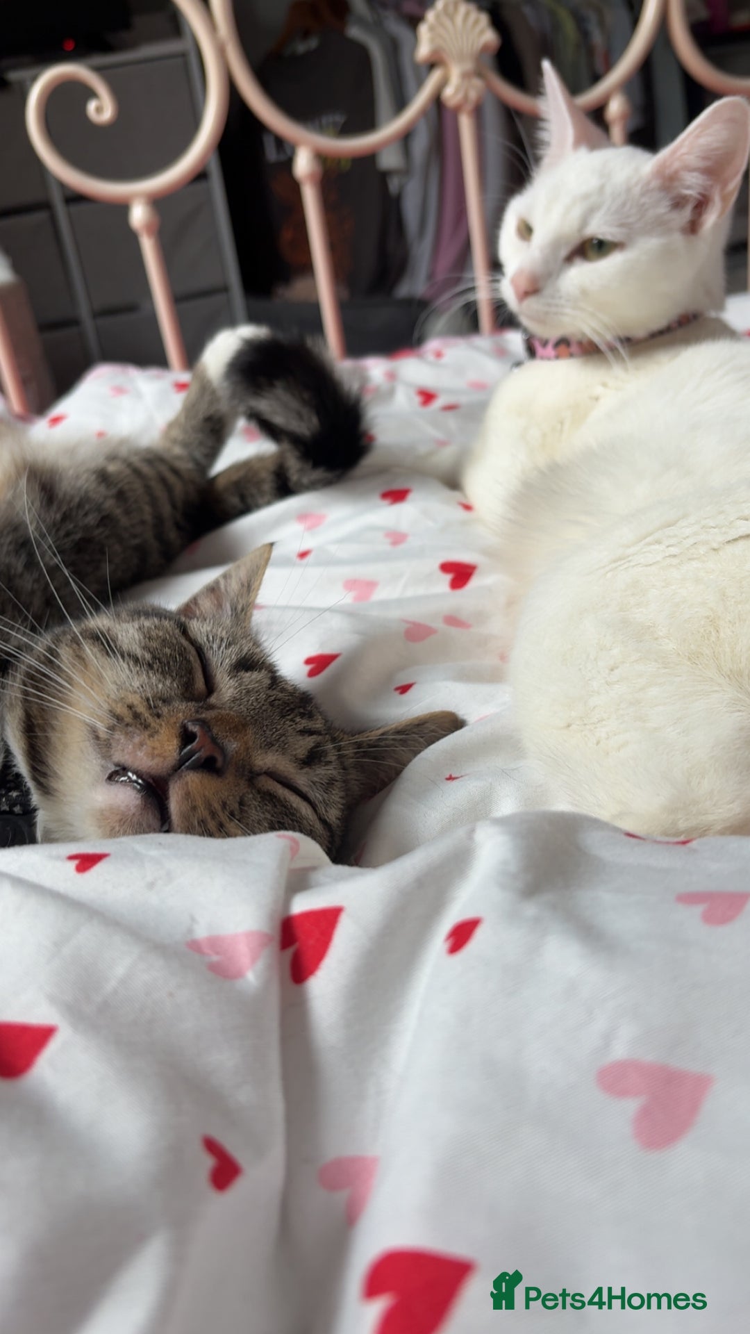 Mixed Breed cats for sale: Snowy and pip🩵💕 - Image 7