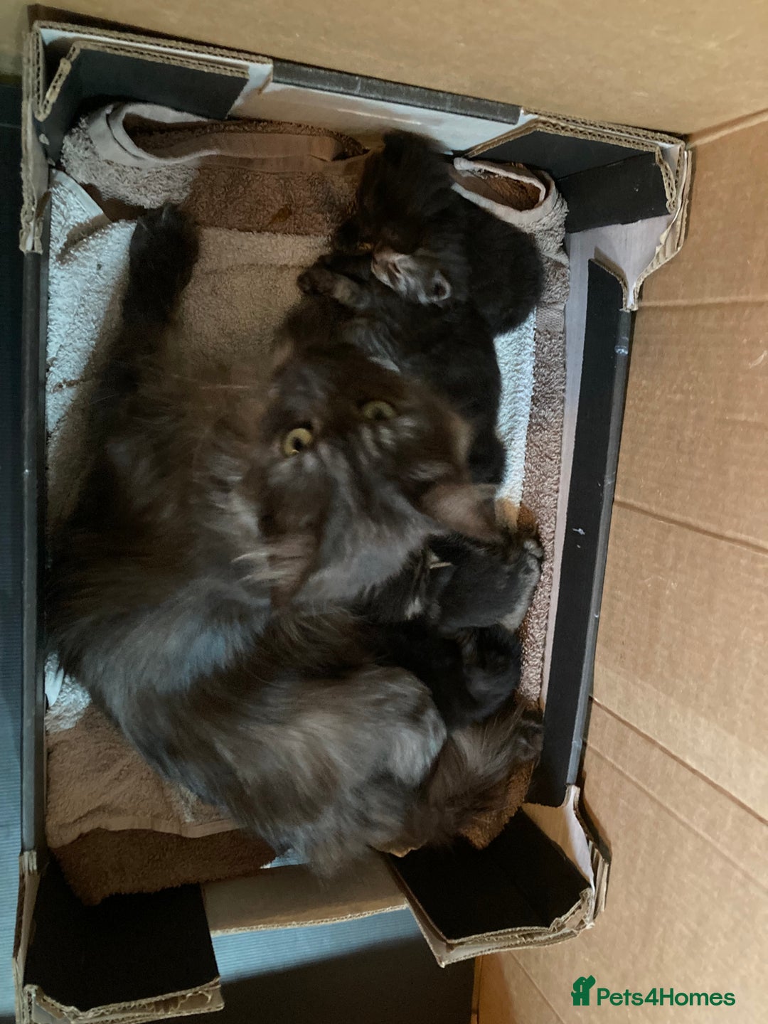 Ragdoll cats for sale: Lovely Kittens - Advert 22