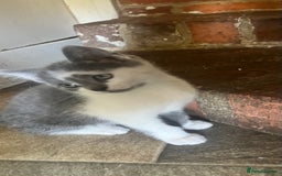 Ragdoll cats for sale: Ragdoll X 4 Beautiful kittens - Image 12