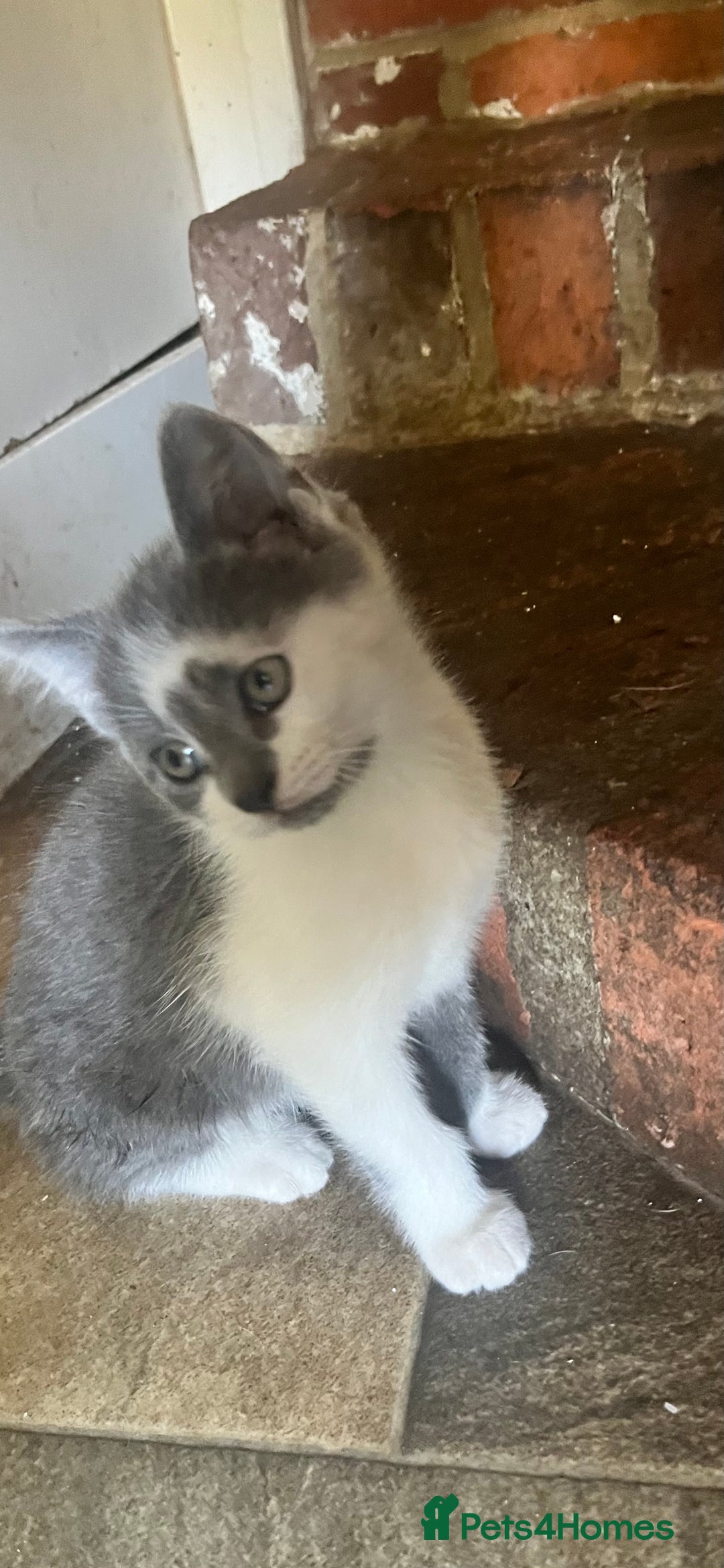Ragdoll cats for sale: Ragdoll X 4 Beautiful kittens - Image 12