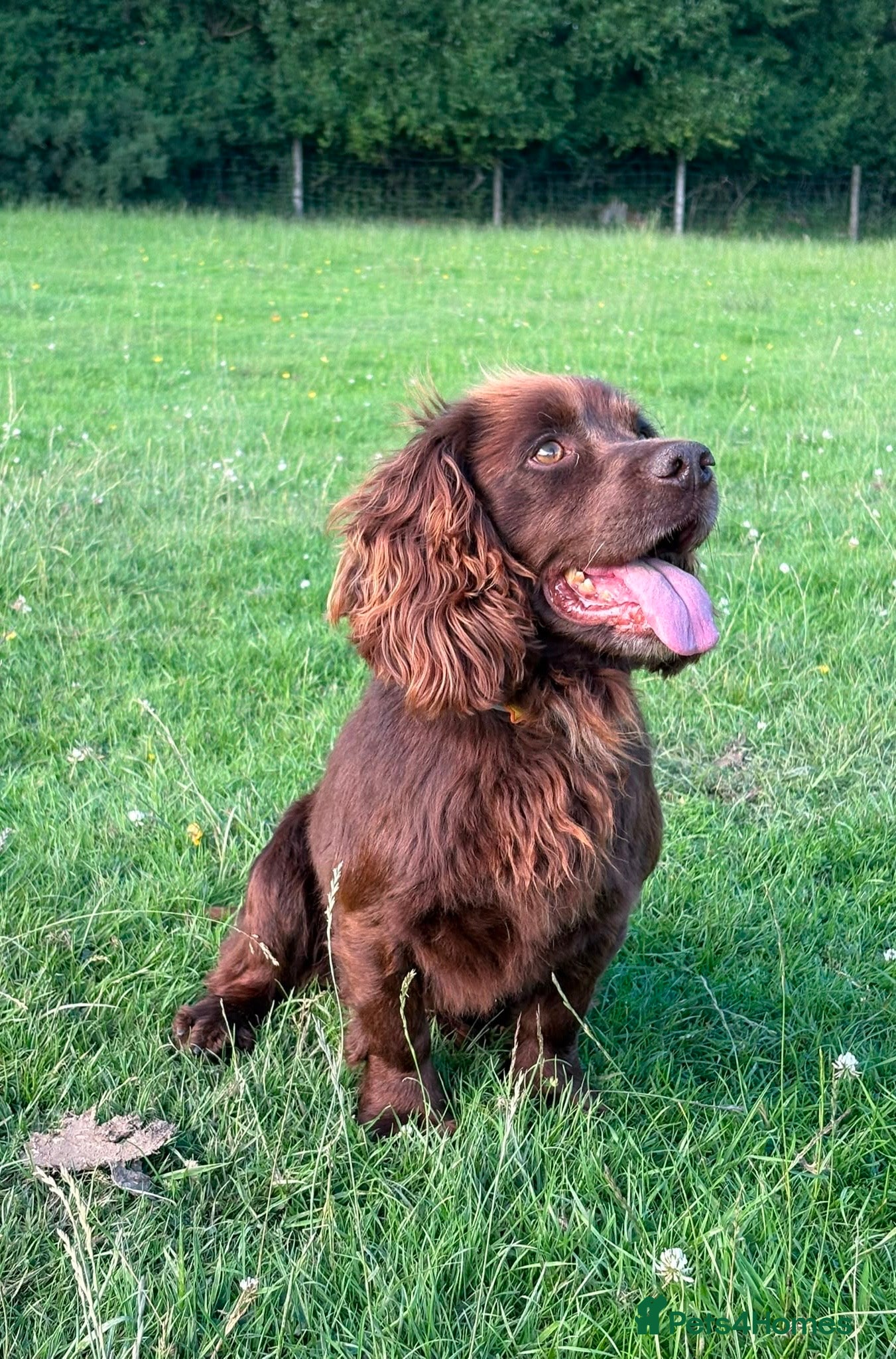 Cocker Spaniel dogs Available for Stud Gorgeous Working Cocker - Advert 1